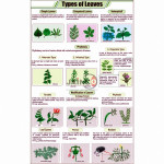 Types of Leaves Chart